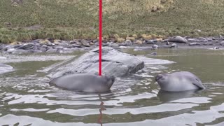 Baby Elephant Seals Play with a Pole