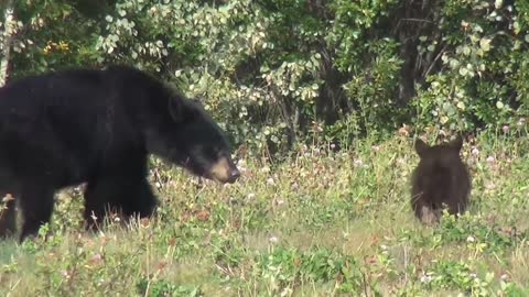 Black Bear Bear Infant Yukon