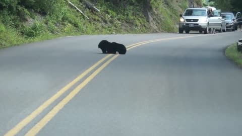 Bear Cubs Play in the Road - Too Cute