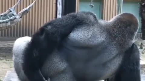Gorila coçando a bunda
