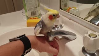 Musical Cockatiel Carries a Tune