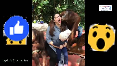 YOU WONT BELIEVE WHAT THIS ORANGUTAN DID TO THE GIRL