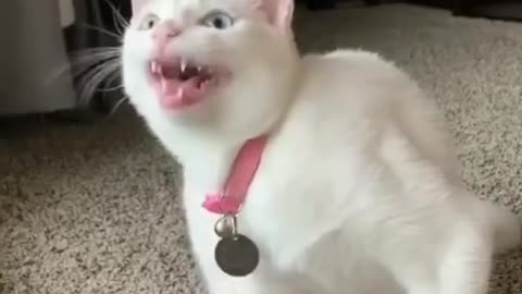 Cute Cat Singing Ah Aaaaa aa Cute Animal Videos