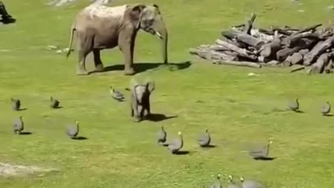 Elephant have fun with bird's, but he fall