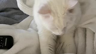 Cat gives the best massage