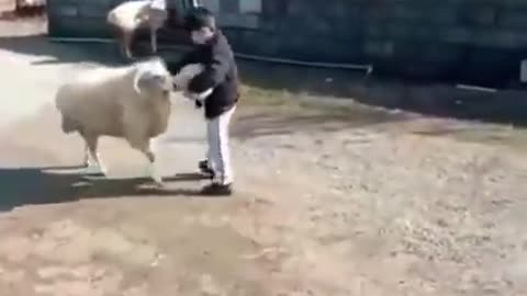 The child trains the sheep to butt a soccer ball