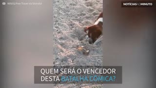 Cão e siri travam batalha cômica em praia no México