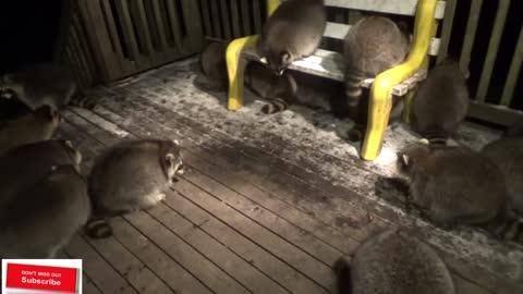 what is it like to be Mobbed by Raccoons