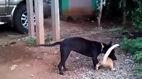 Dog & Cat Playing