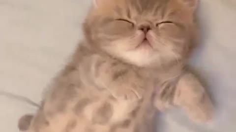 adorable kitten sleeping