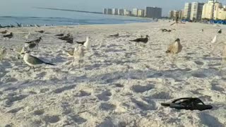 Feeding the Seagulls!