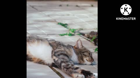 A Cat Relaxing on the Floor, cute cat most video.