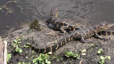 baby alligators basking near pond