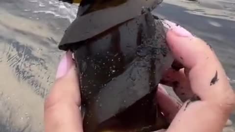 Horn shark egg