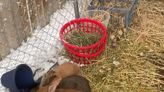 Bunny colony Colorado