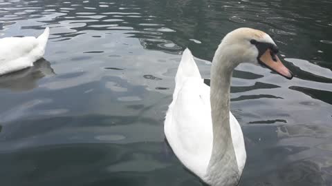 The pretty swan in front of me