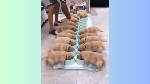 Paws and Play: Adorable Puppies Unleash Joy and Cuteness!