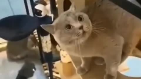 Funny and Cute Cat Videos #228