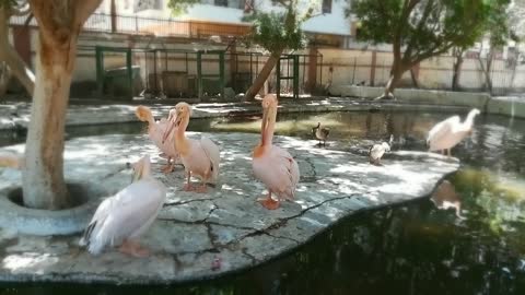 Morning Day For beautiful Pink Pelican
