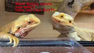 Hillarious Video of Bearded Dragons sharing food