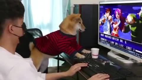 Gaming dog Street Fighter. 🦥