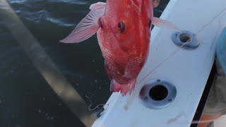 Louisiana Red Snapper Fishing