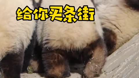 Cute panda, really want to hug