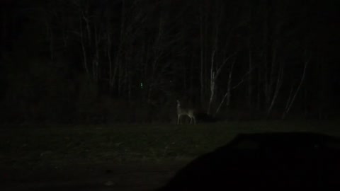 Deer outside of work