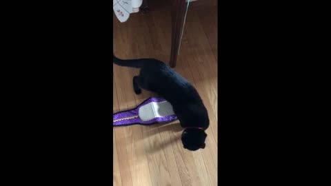 Luna and Shadow Cat Compilation 2018-2020 Part 3