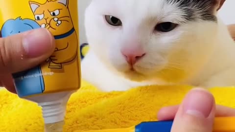 Is that the cutest thing to do on a cat?