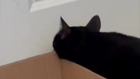 Adopting a Cat from a Shelter Vlog - Cute Precious Piper Checks Out a New Shipping Box #shorts
