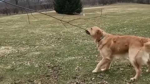 Self Quarantine Doggy Plays Tug-Of-War With Tree Branch