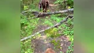 Gunner’s first trail ride