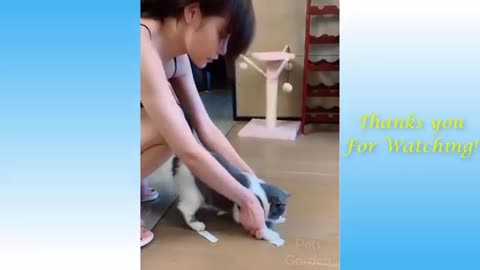 Cats being cute for owners