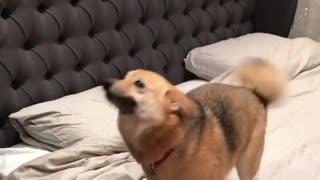 Shiba mix excited for owner