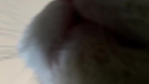 Cat tries use camera