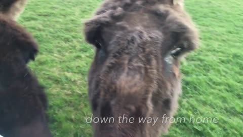 Donkeys Frolic in the meadow after a snack