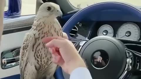 Falcon in Rolls-Royce