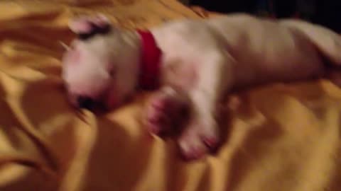 Bull Terrier has pretty epic dream