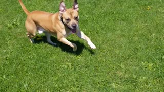 Pitbull fetching stick