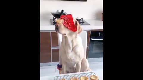 TRY NOT TO LAUGH while watching Funny Dogs Video Dogs life is comedy