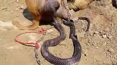 King cobra with monkey #kingcobra #shortsfeed