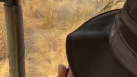 Terrifying moment elephant chases tourists on safari in South Africa