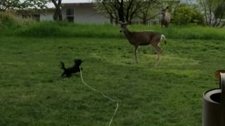 Deer Taunting Puppy