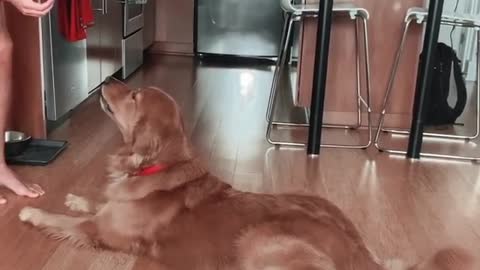 Dog Throws Temper Tantrum When Asked To Perform Trick