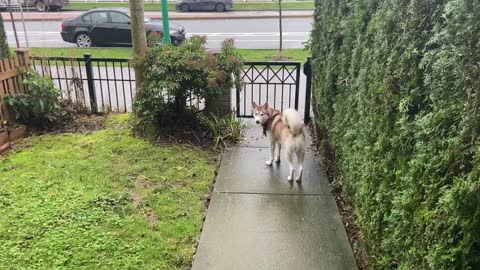 Husky dog wanting to go for walk