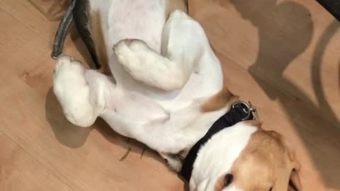 Beagle gets a blow dry