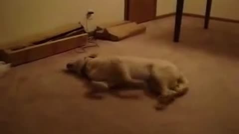 Dog sleepwalking