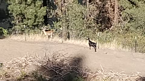 Confused little buck looks at goats