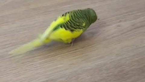 Football player Parakeet